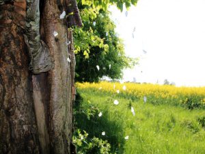 Feld und Spinnennetz