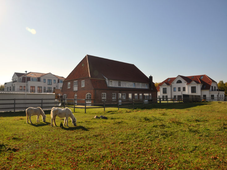 Ponys auf Hotelwiese